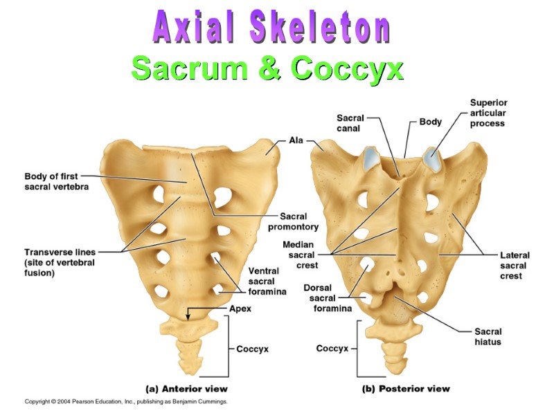 >Sacrum & Coccyx Axial Skeleton